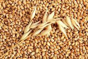 Зерно Пшеницы