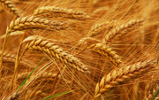 Продажа пшеницы оптом с элеватора